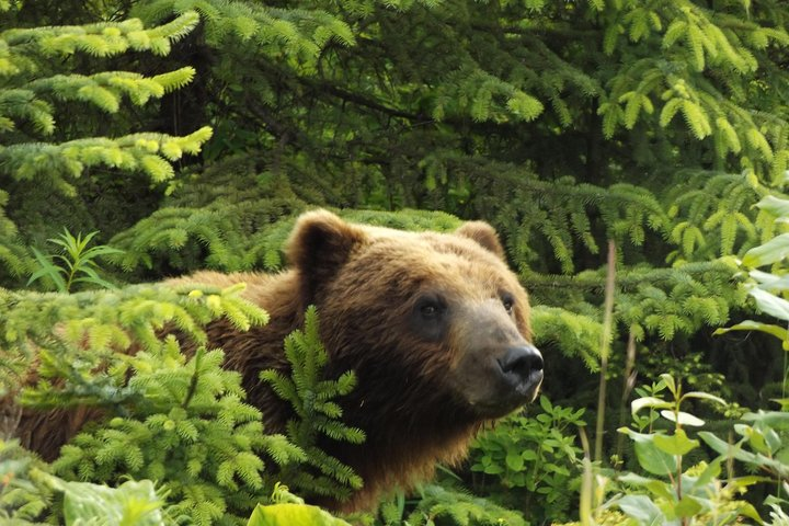 Hoonah Coastal Brown Bear